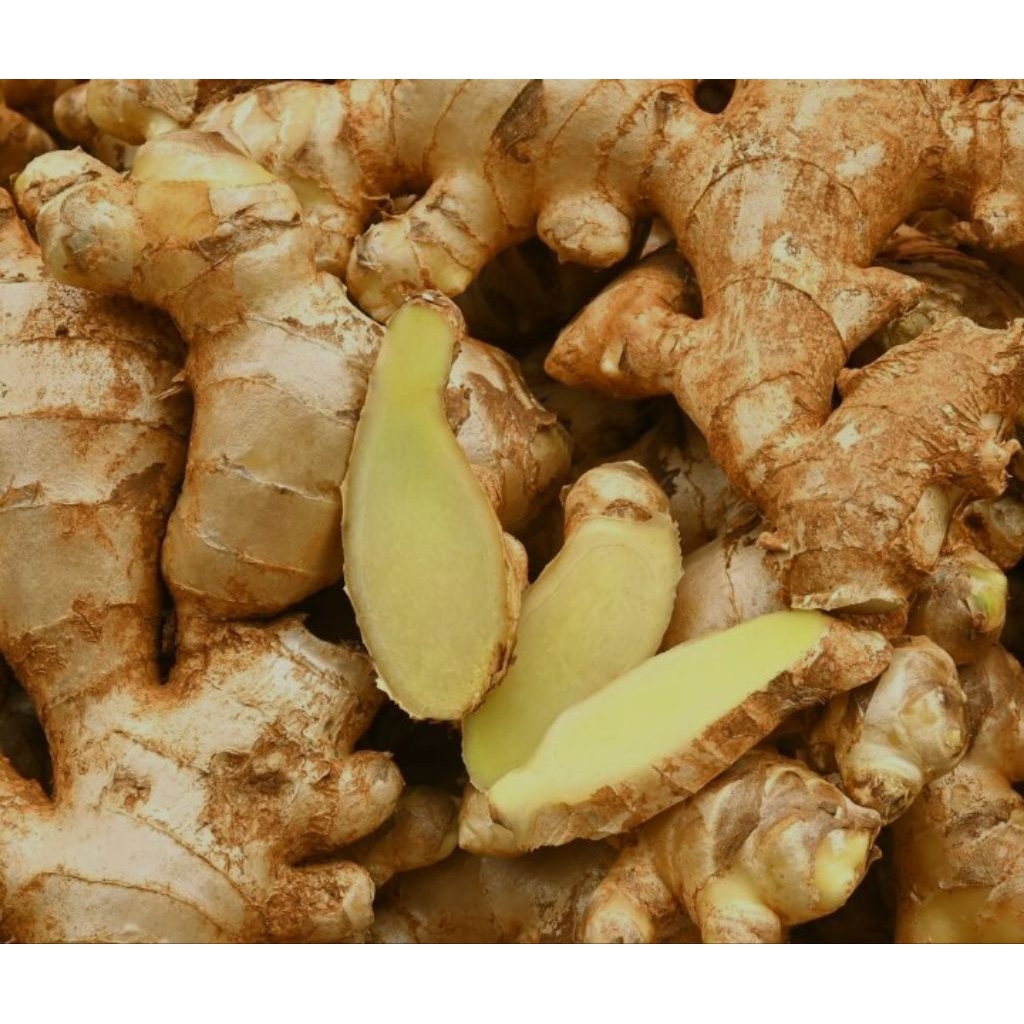 

TEMU MANGGA SEGER FREES BARU