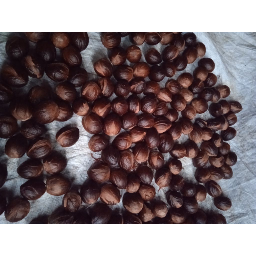 

Biji pala kering, koclak, Biji pala utuh, tua kering 1 pcs