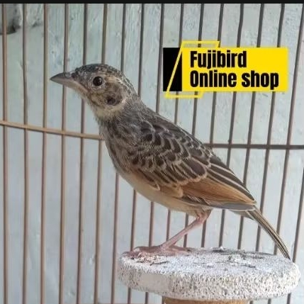 BRANJANGAN PARVA PILIHAN JANTAN RIWIKAN