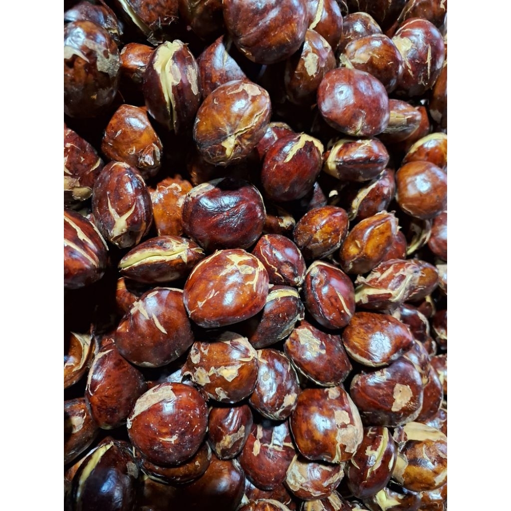 

JENGKOL TUA SUPER ASLI YOGYAKARTA