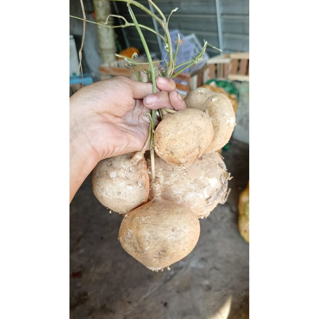 

bengkoang / bengkoan