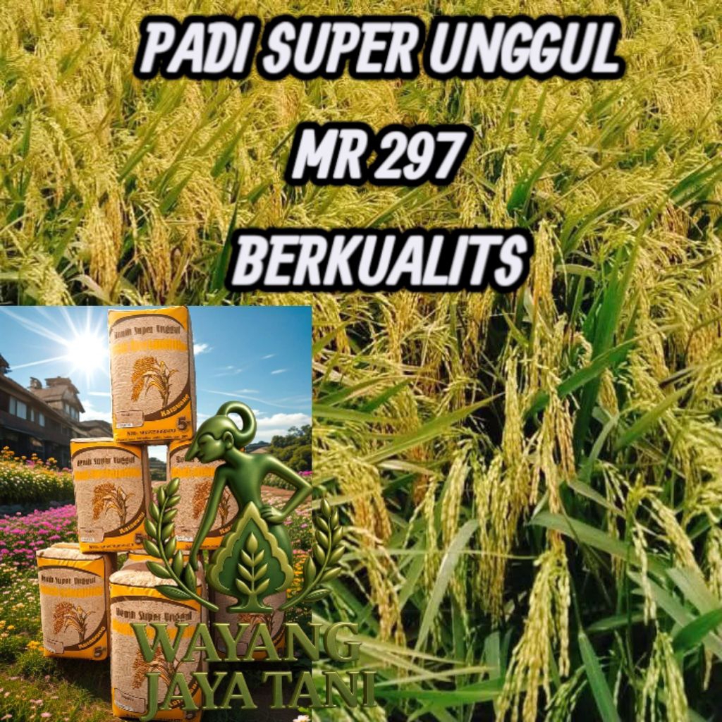Benih bibit padi MR 297 Berkualitas berbobot paket 1kg