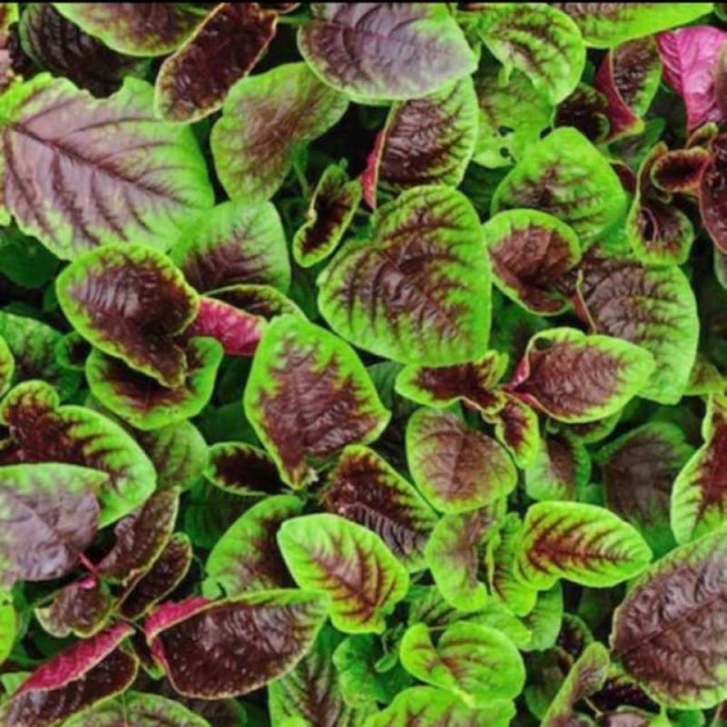 BENIH/BIJI BAYAM BATIK (5000 BUTIR)