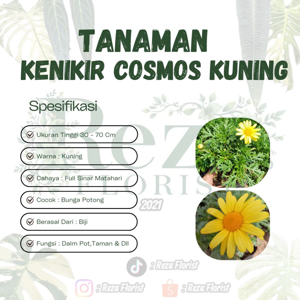 Tanaman Hias Bunga Kenikir Cosmos Kuning - Bunga Deasy