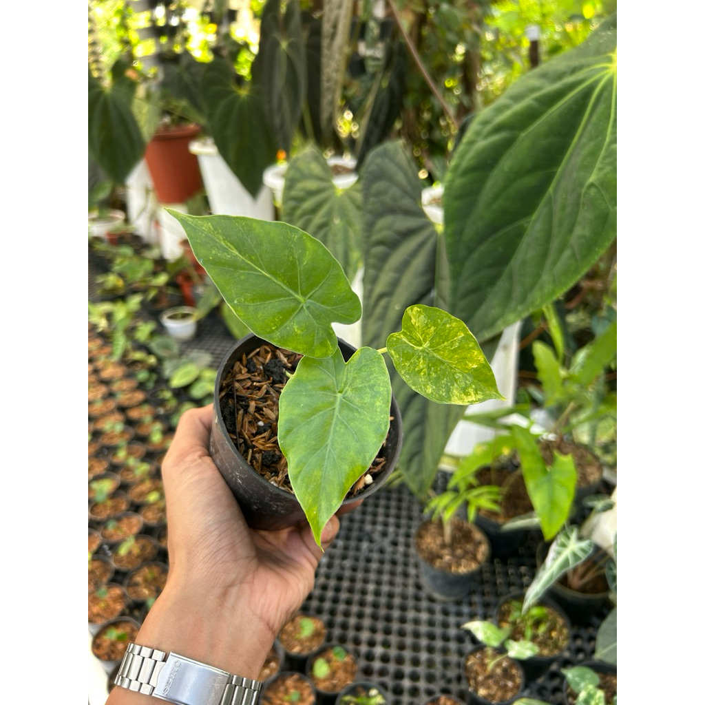 Alocasia Gageana Varigata