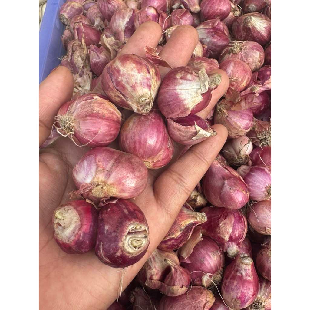 

Bawang Merah Nganjuk Super 250gram / 500gram / 1.000gram