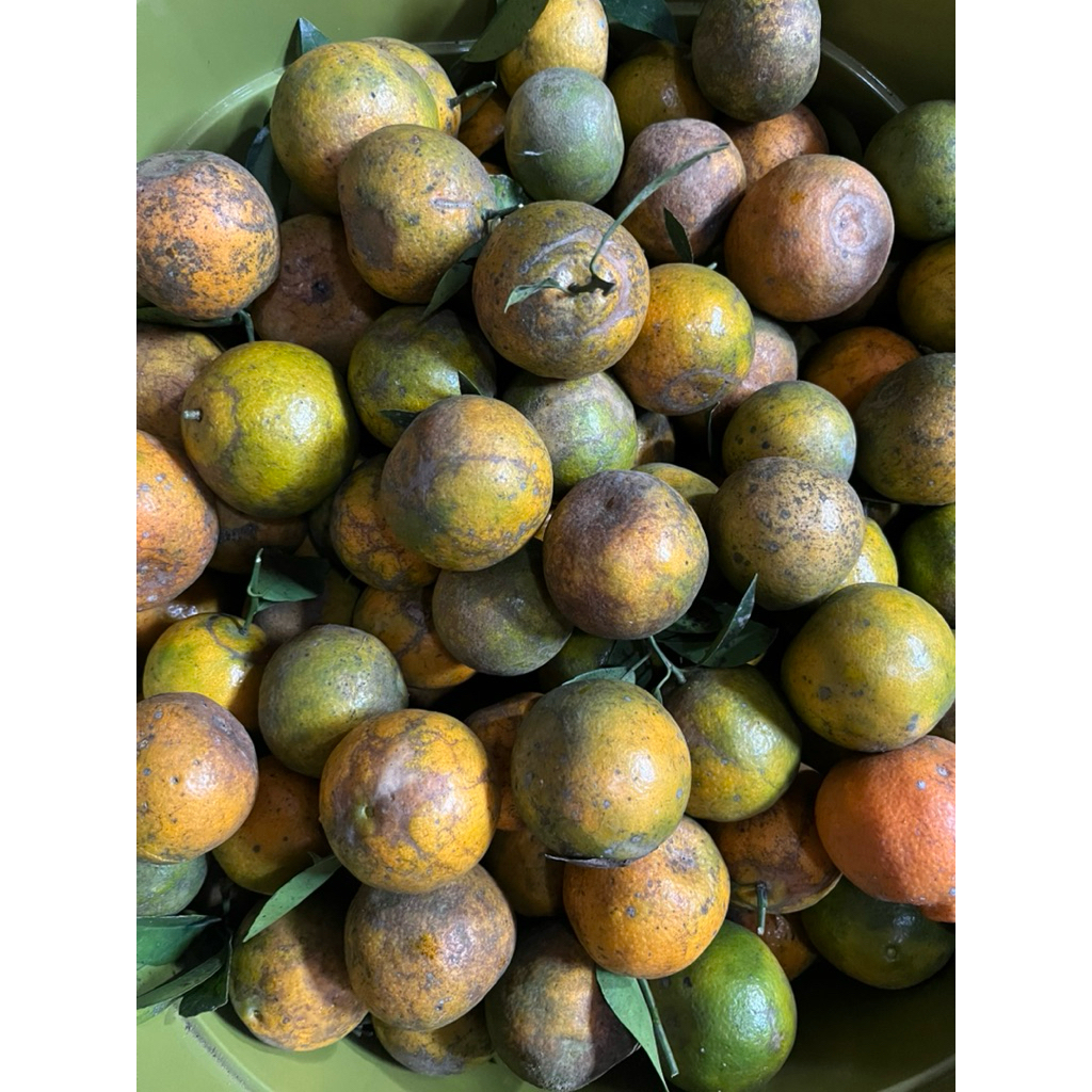 

jeruk malang / jeruk siem manisss