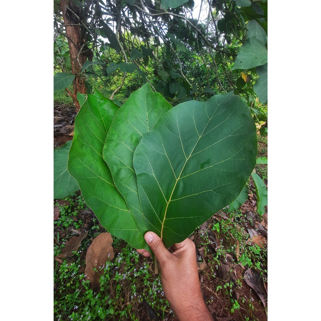 

DAUN JATI MUDA SEGAR 50 LEMBAR SIAP PAKAI lebar 22 cm panjang 40 cm