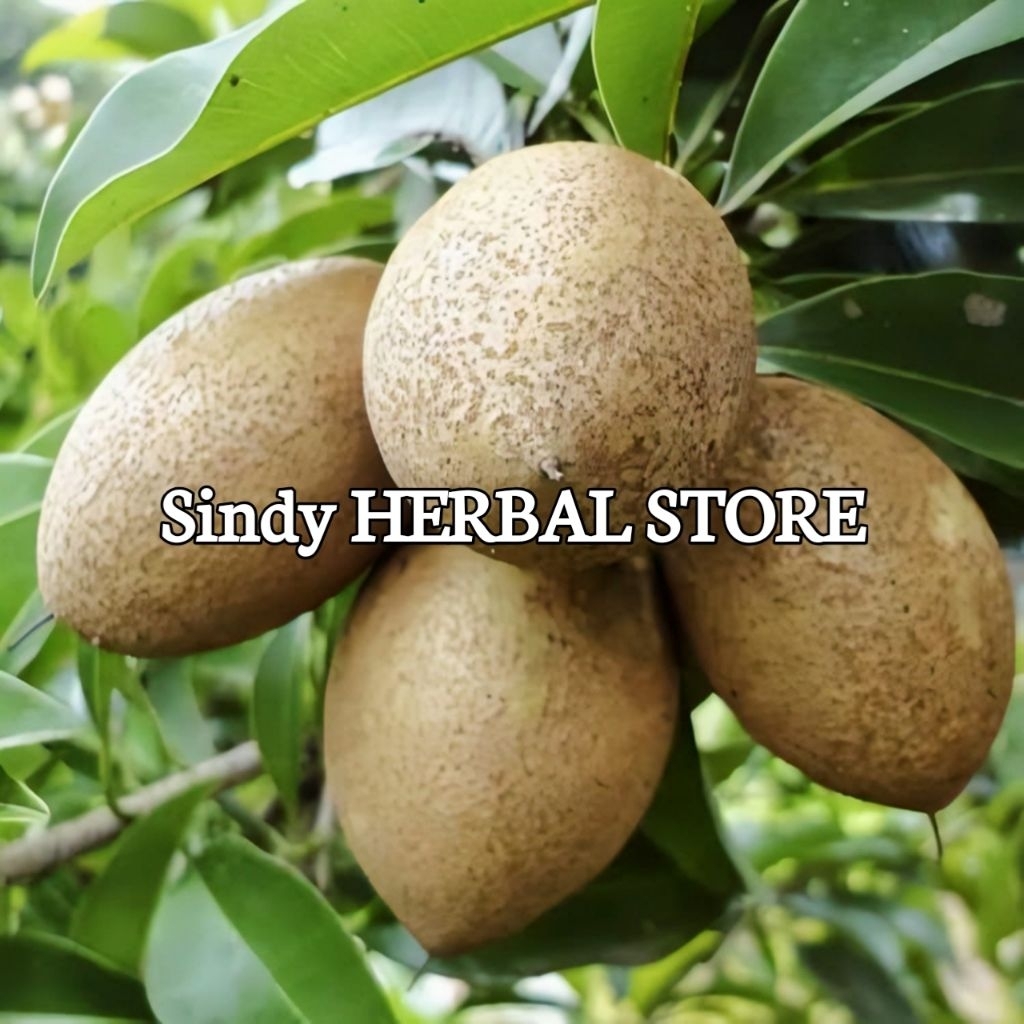 

Buah Sawo Muda Mentah Segar Per 1 kg