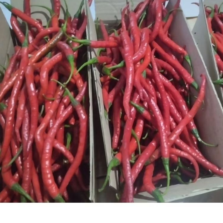 

Cabe Merah Keriting 1kg