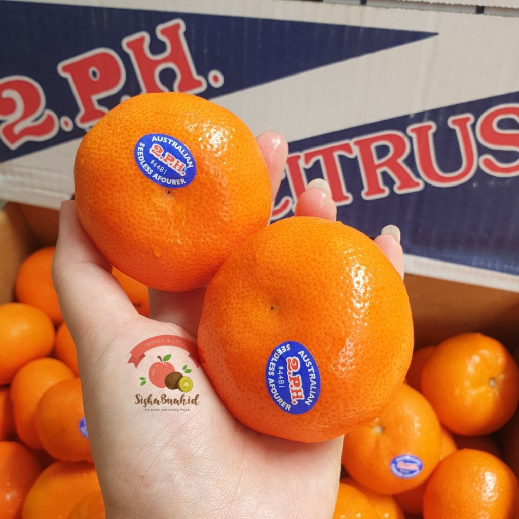 

JERUK AFOURER | JERUK KECIL AUSTRALIA