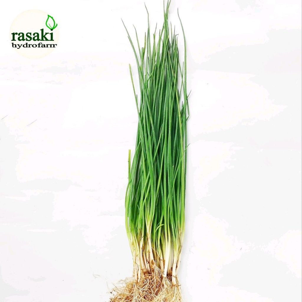 

daun cung segar 100gram