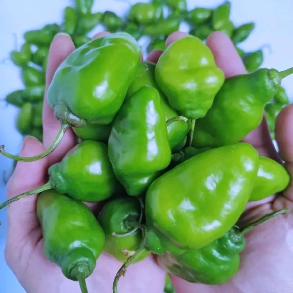 

cabai gendot | cabai benot | 1 kilo gram