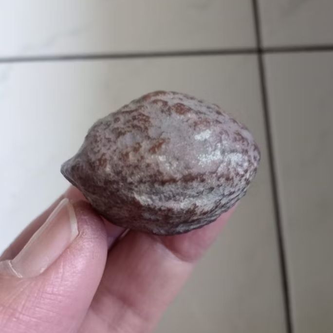 Kemiri Adu Muncang Adu Jayanti Anak Si Pait Full Tua