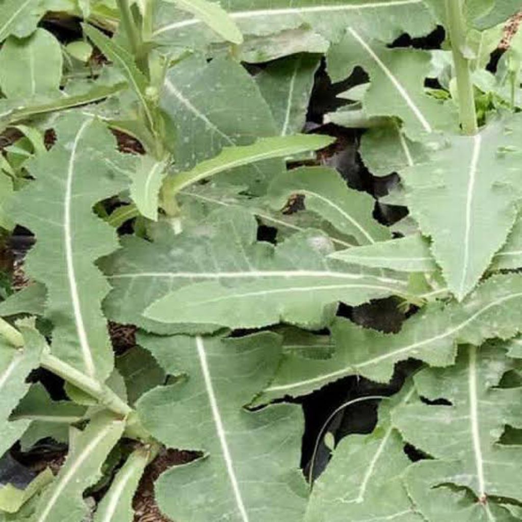 

Tempuyung segar di jual per 100gram