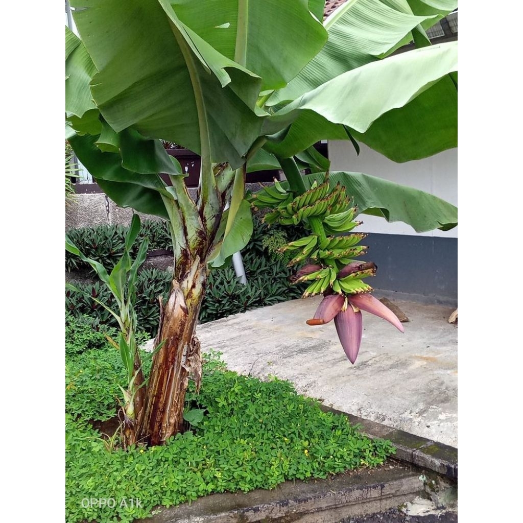 

PEROMOTERMURAH!!!Bibit Pohon Pisang Lampung/Pohon Pisang Lampung