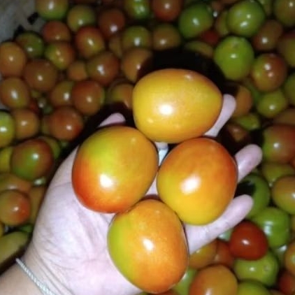 

Tomat Merah