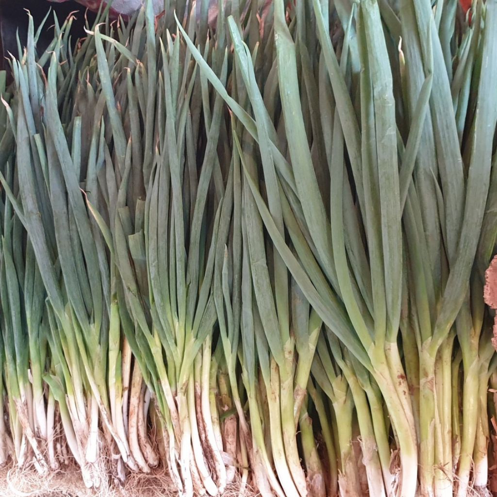 

Daun Bawang / Bawang Daun 500 gr