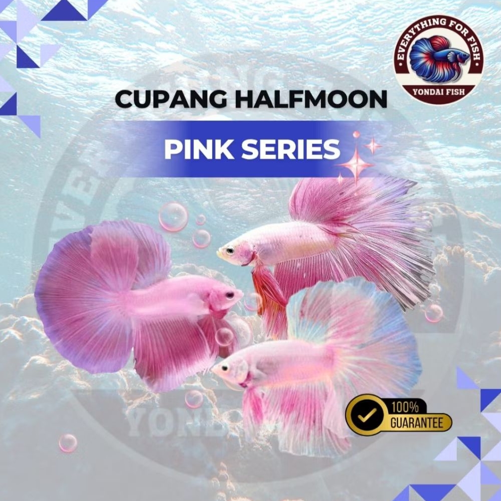 [PINK SERIES] Cupang Halfmoon | PASTEL | PINK LAVENDER | BABY PINK | SALMON PINK | TOP GRADE