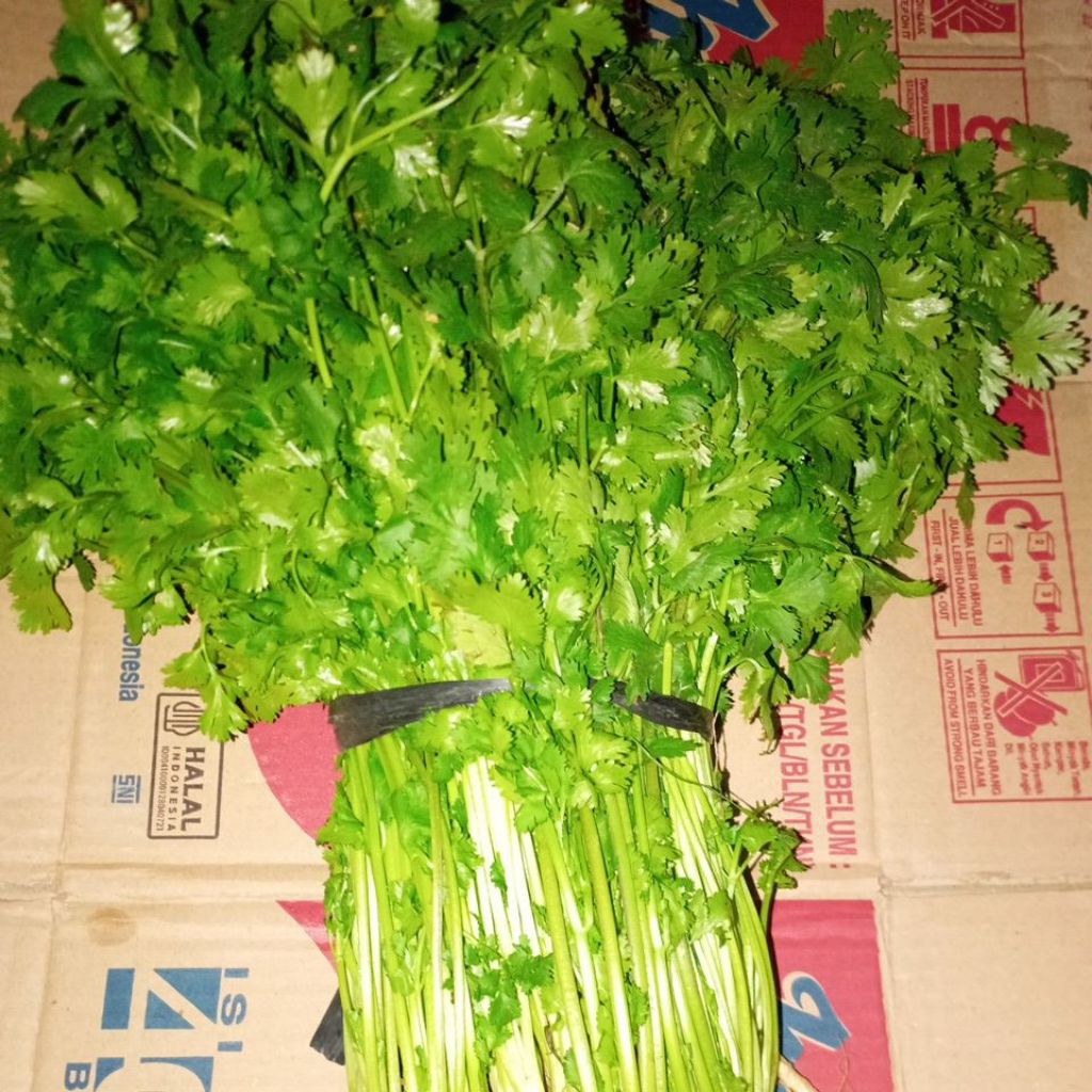 

Sayur daun Ketumbar segar per ikat