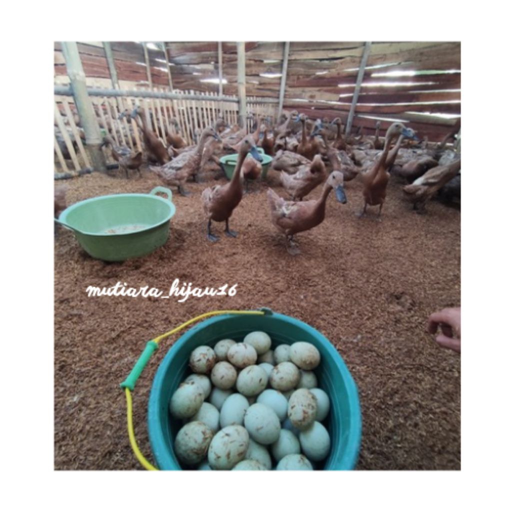 

telur bebek fresh mentah sudah dicuci perbutir enak dan bergizi