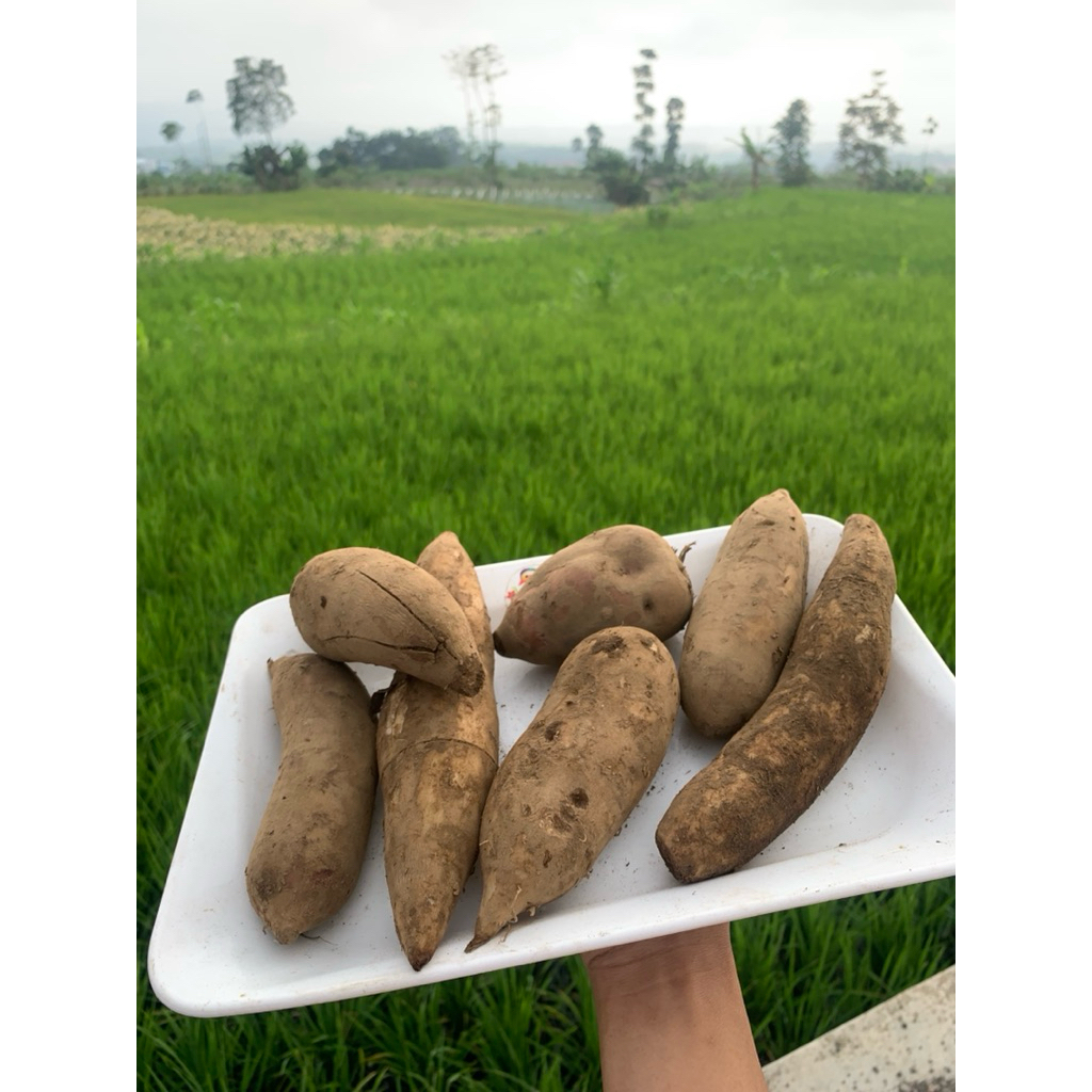 

ubi yacon kecil (manis) 1kg isi 8-12 buah