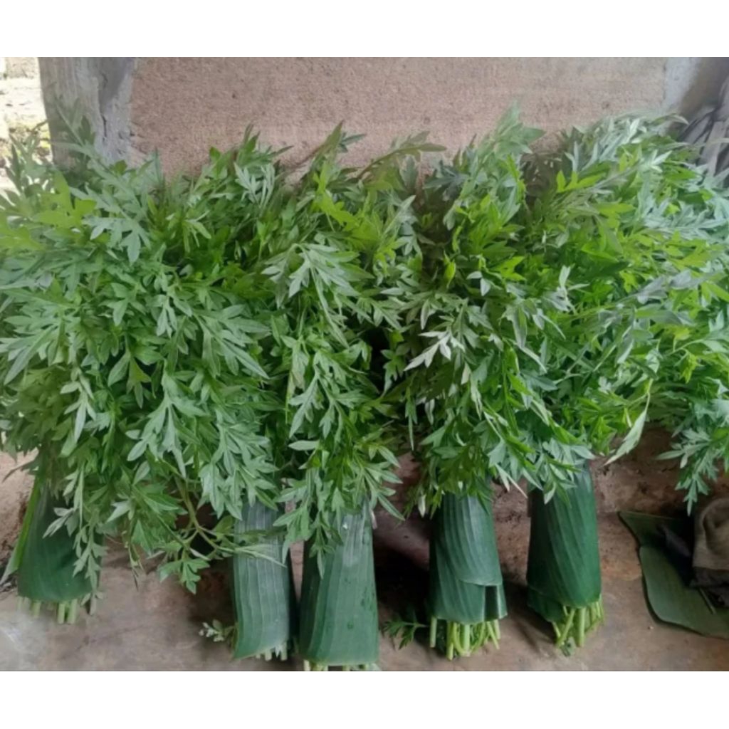 

sayur daun kenikir 1 ikat segar