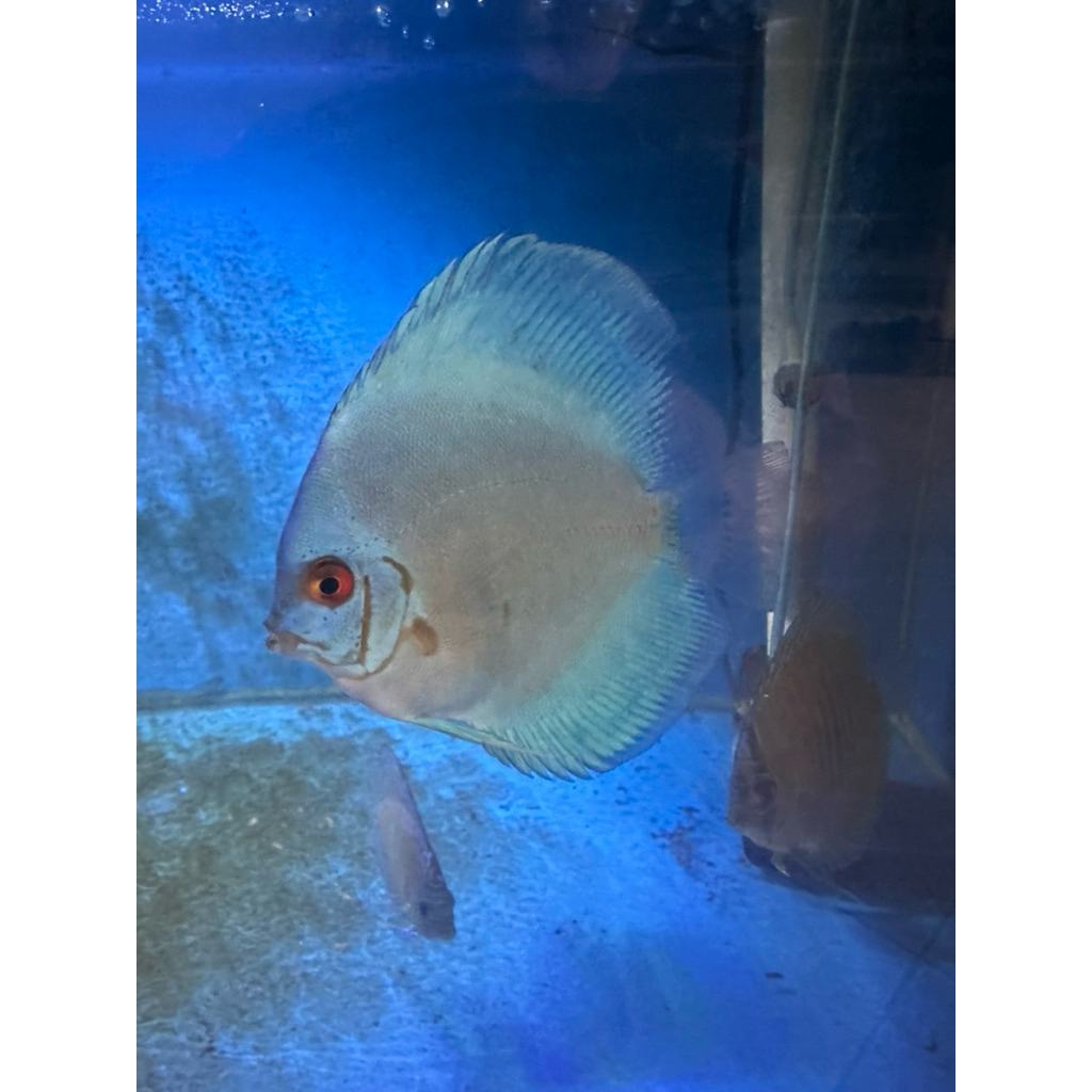 Ikan Hias Discus Blue Diamond 4-5 Inci 2 Ekor