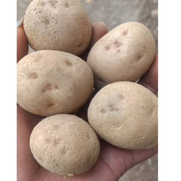 

kentang segar dan fress(500gr dan 1000gr) dengan harga terjangkau