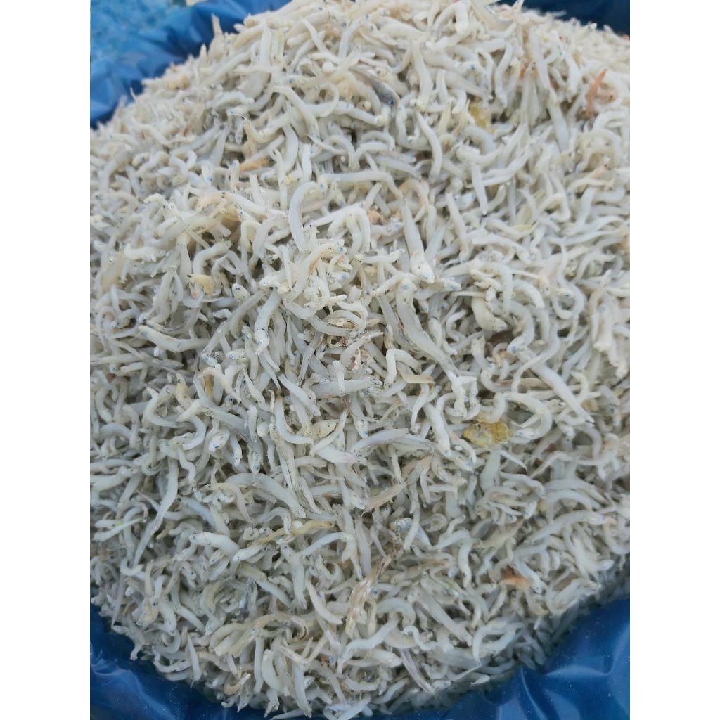 

ikan teri nasi medan