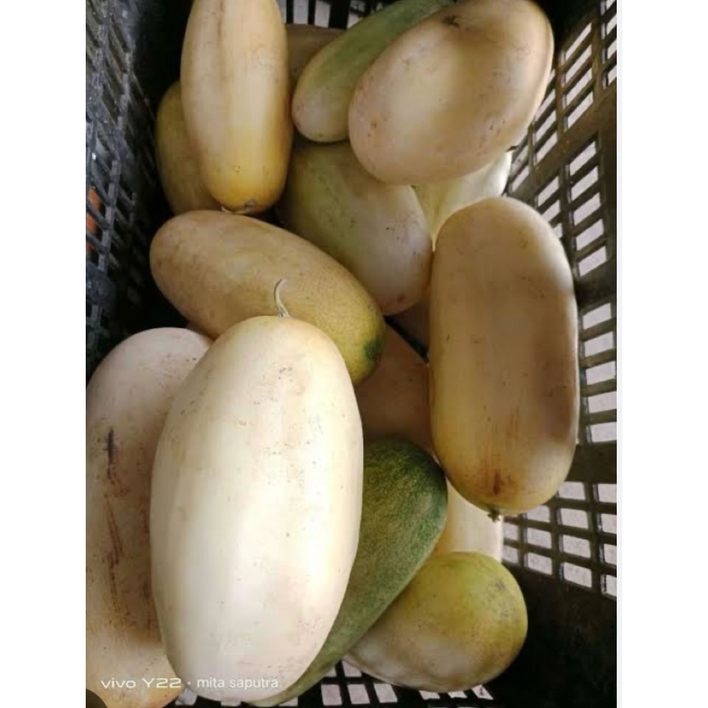 

timun suri 1kg fresh