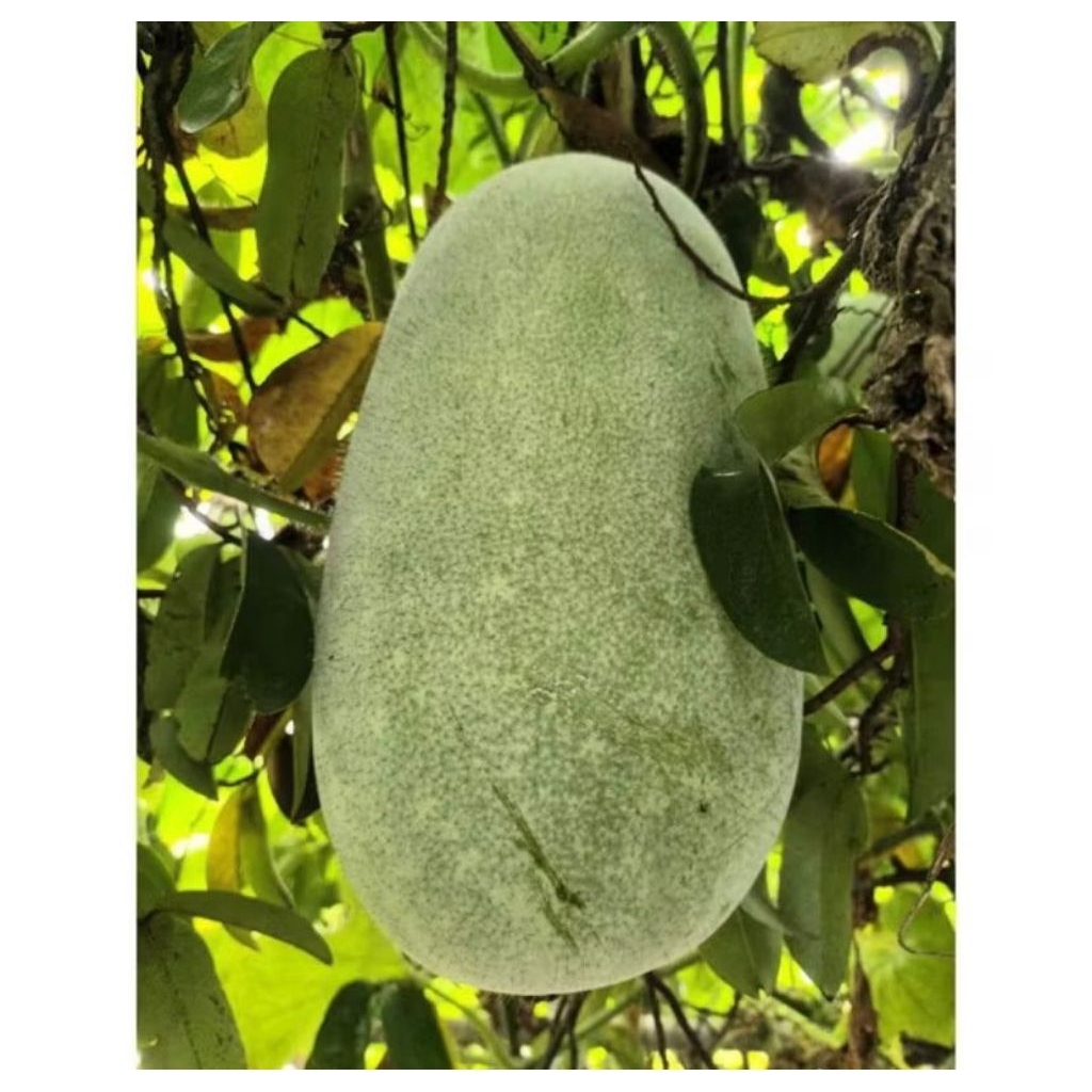 

￼buah kundur buah bligo 3,2-3,5 kg,bligo kundur