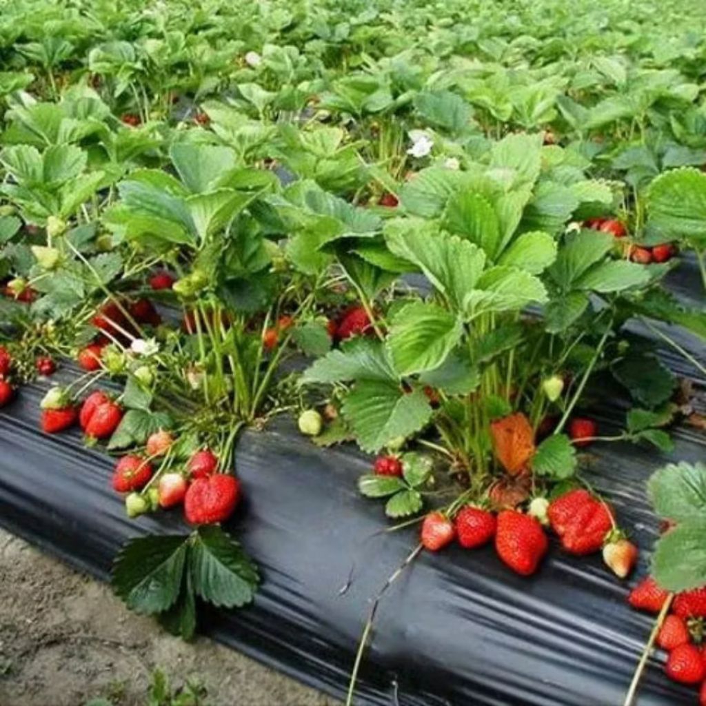 Biji benih strawberry merah