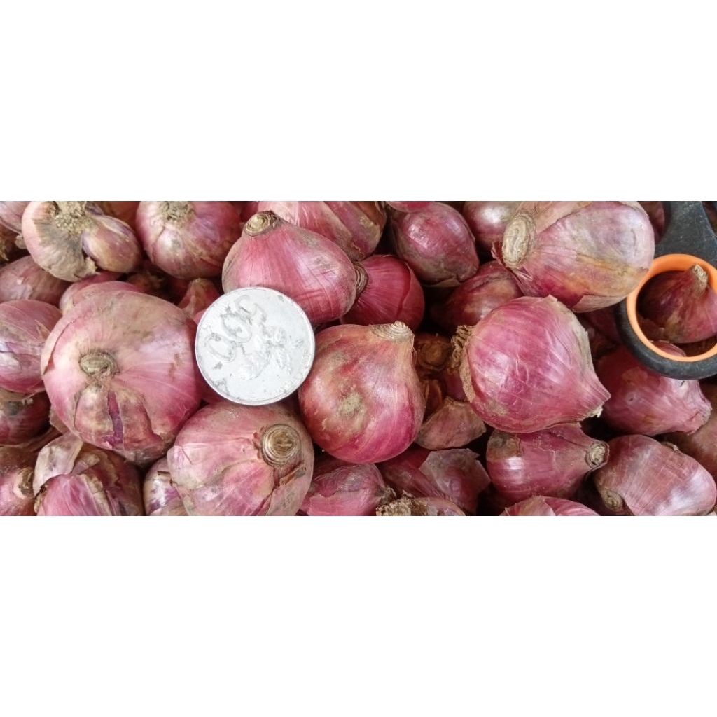 

Bawang merah brambang tw