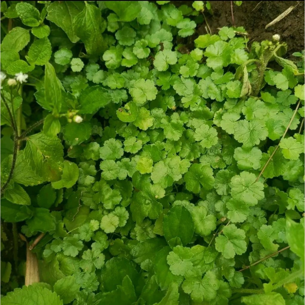 

sayuran daun pegagan air atau antanan berit 250 g