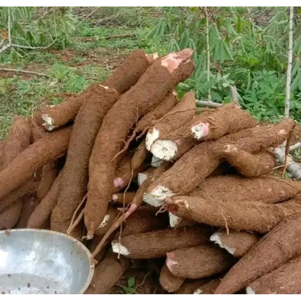 

Singkong racun atau sapi Kuru 1kg