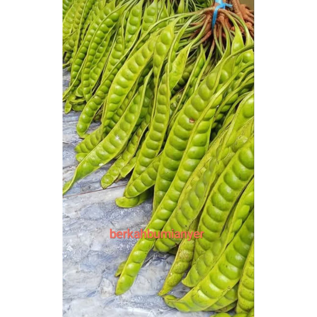 

pete tua super fresh harga per 10 papan