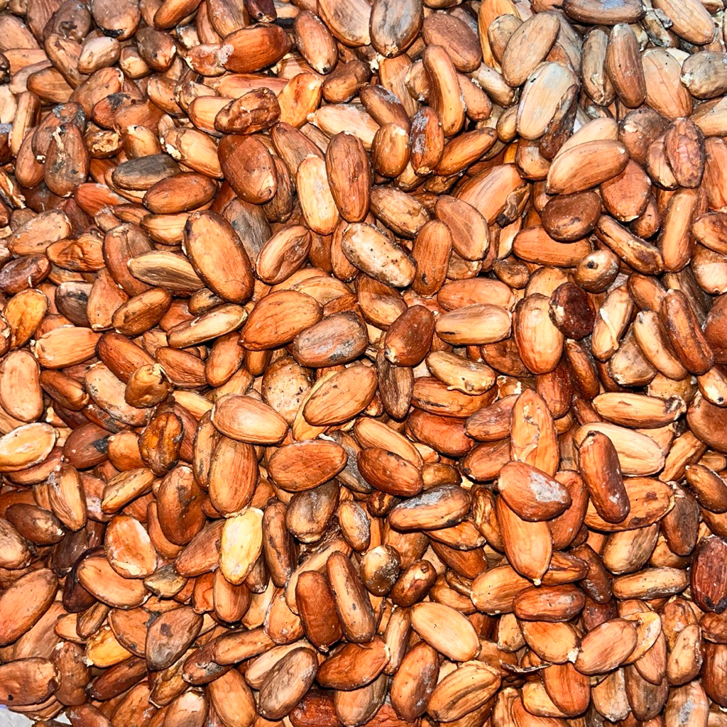 

BIJI COKLAT / KAKAO KERING SUPER