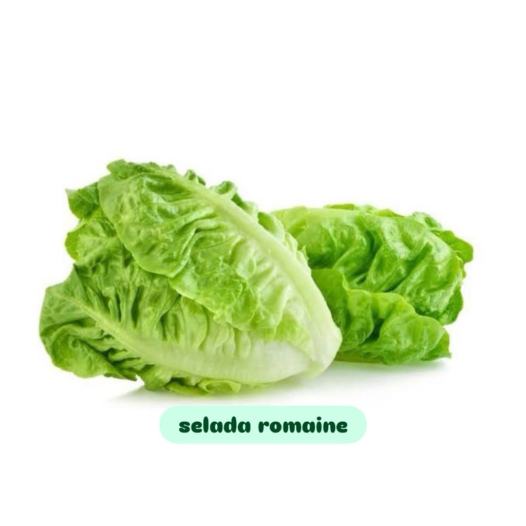 

Selada Romaine / Romaine fresh