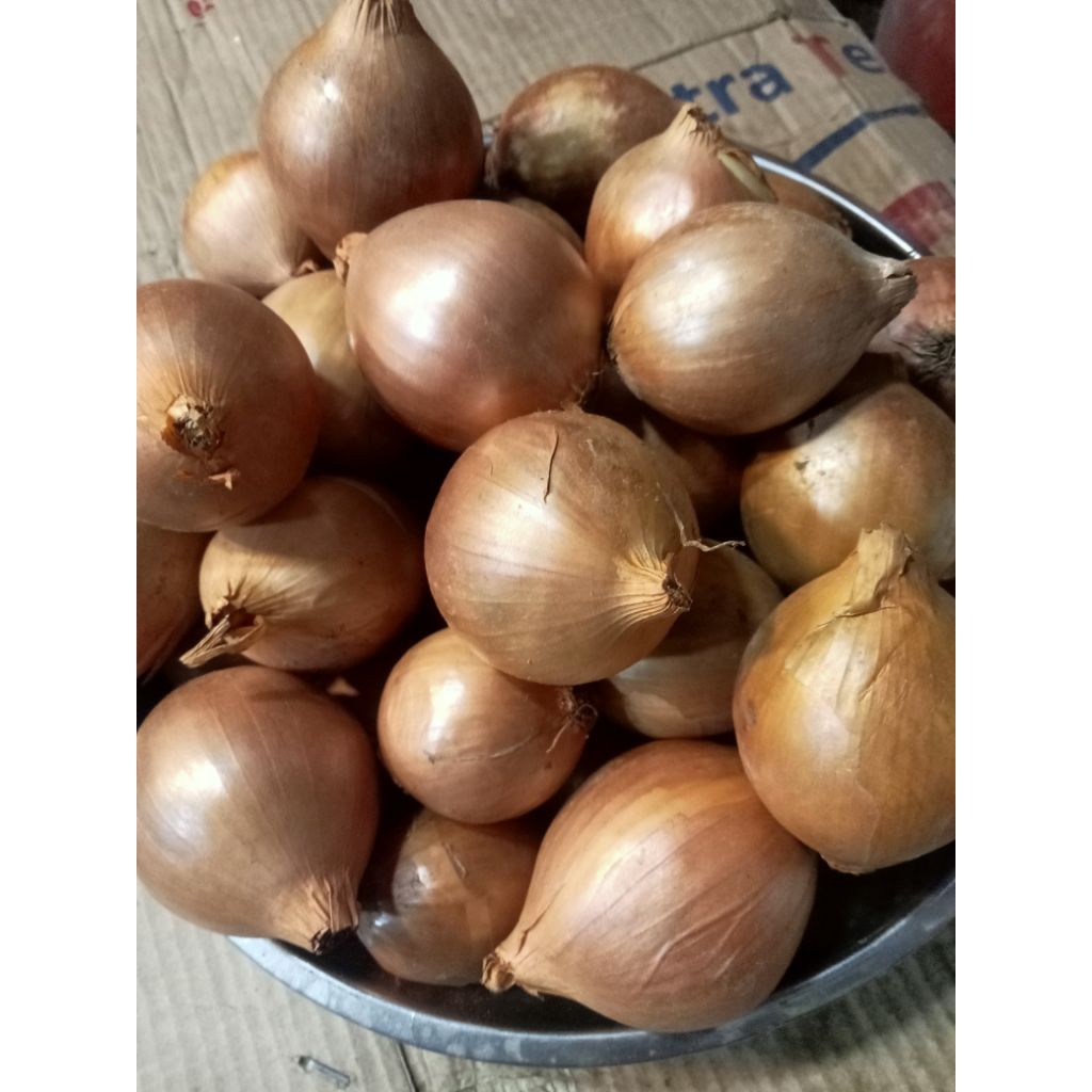 

Bawang Bombay Fresh 500 Gram Segar dan Baru