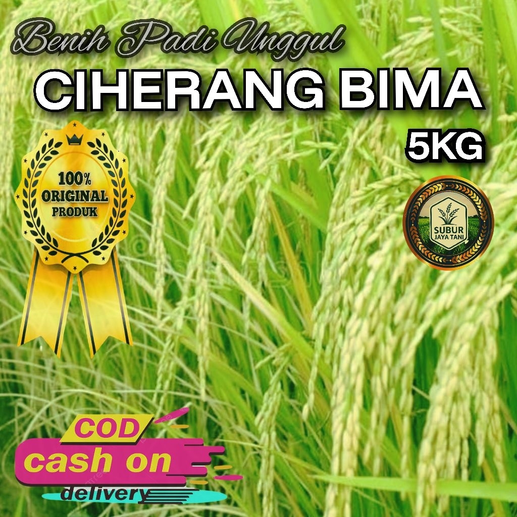 (5KG) Benih Padi CIHERANG BIMA bibit padi super unggul
