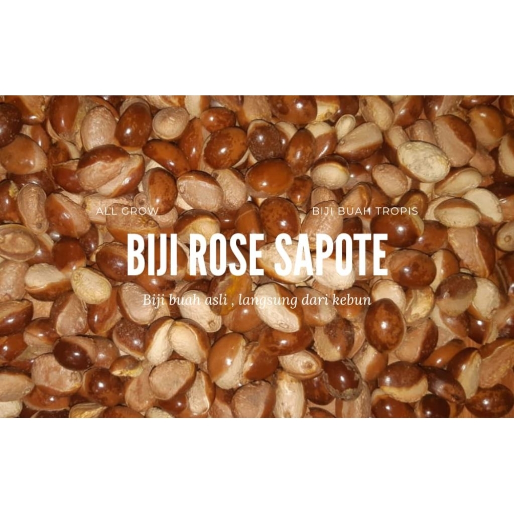 BIJI BUAH TROPIS ROSE SAPOTE (Per Biji)
