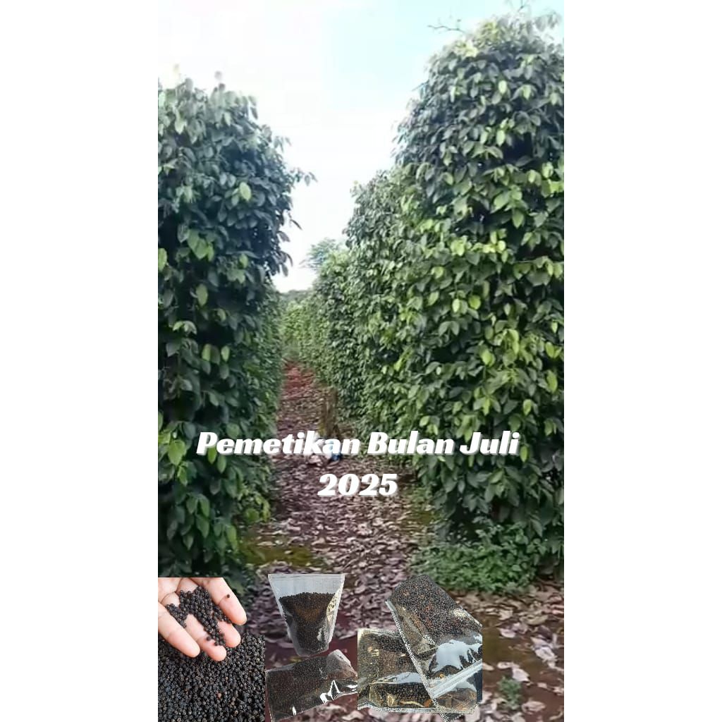 

Lada hitam/Blackpaper Biji Utuh Grade "A