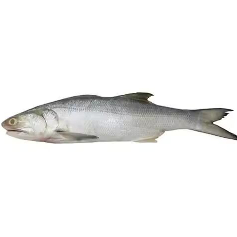 

Ikan Senangin 1Kg Ikan Senangin Segar Ikan Kuro Senangin