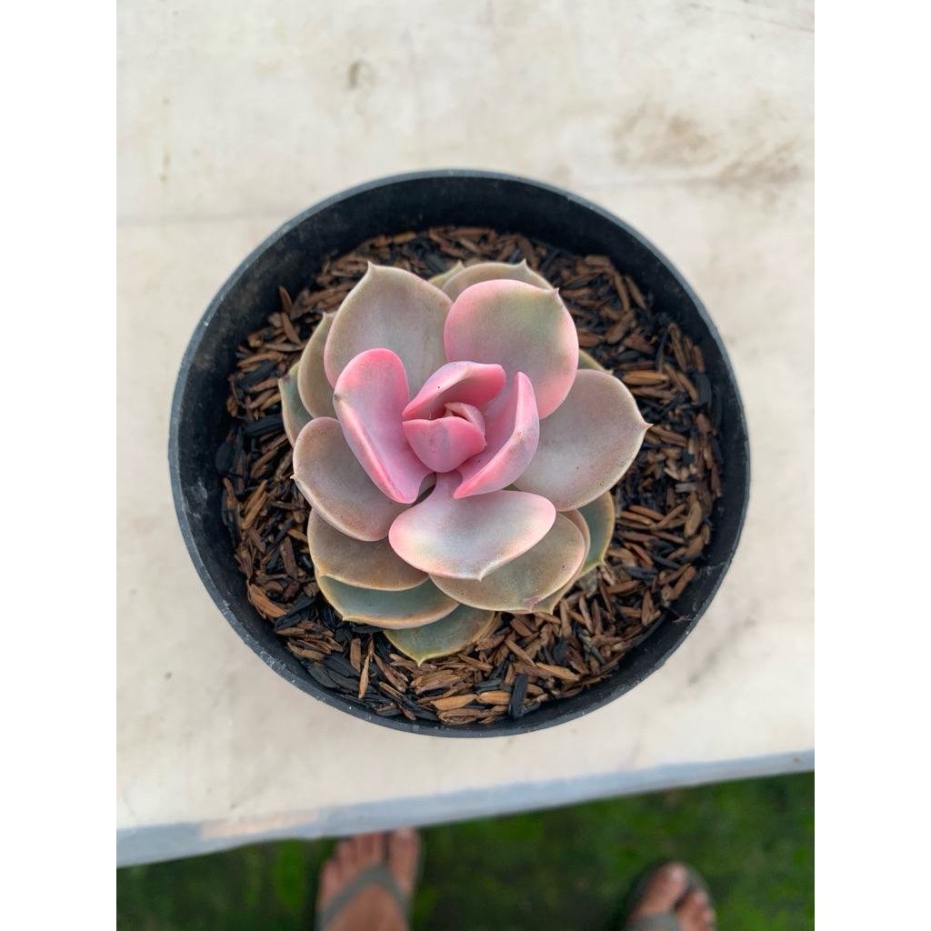 echeveria west rainbow