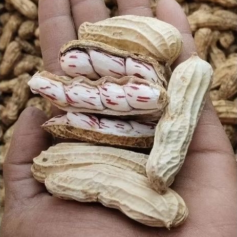 

KACANG MADU LURIK/BATIK SUPER PREMIUM FULL SORTIR TUA BERSIH FRESH 1KG