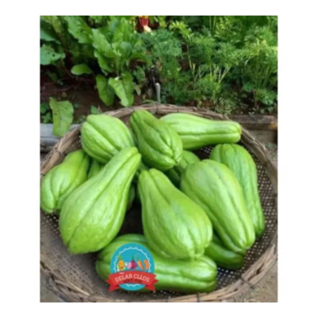 

labu siam segar premium super Fress petik ketika ourder 500grm/1 kg