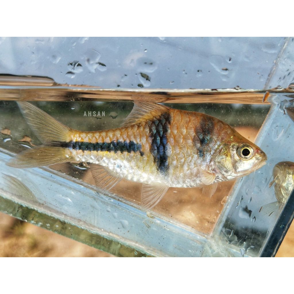 Ornamental Spanner Barb | T Barb | Dokun