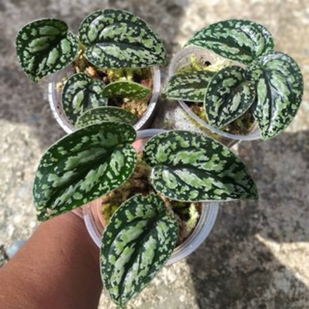 Scindapsus Argyraeus Tricolor 1-2 Daun Rare Plant