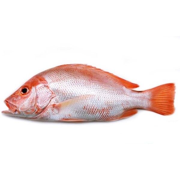 

Ikan Kakap Merah 1Kg Ikan Kakap Merah Segar Red Snnaper